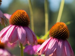 Sonnenhut (Echinacea)