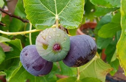 Manna-Feigen-Sirup - ideal für jeden Tag