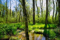 Alluvial forest biotope