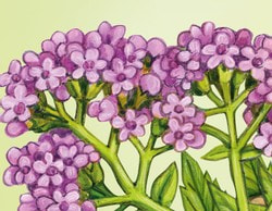 Blüte