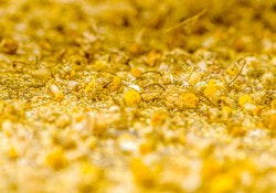Herbs need a lot of experience
