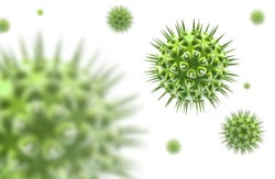 Wann hilft Echinacea?