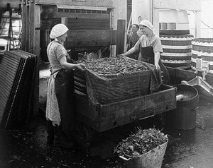 Vorbereitungen für das Pressen