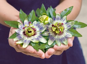 Passionsblumenkraut