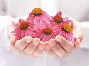 Sonnenhut (Echinacea)