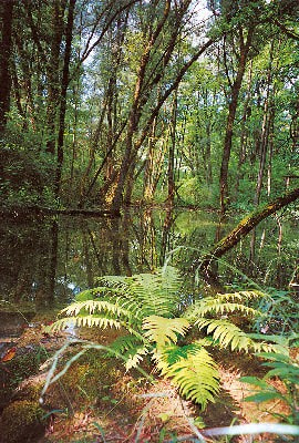 A haven for nature - Ansicht Auwald Farn