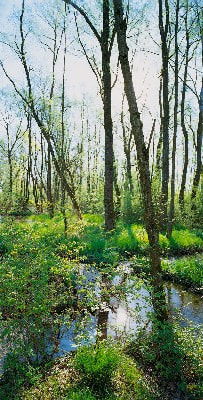 A haven for nature - Ansicht Auwald