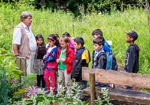 Visiting the Salus alluvial forest biotope