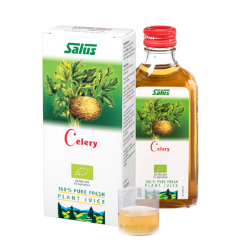 Pure fresh plant juice Celery Root