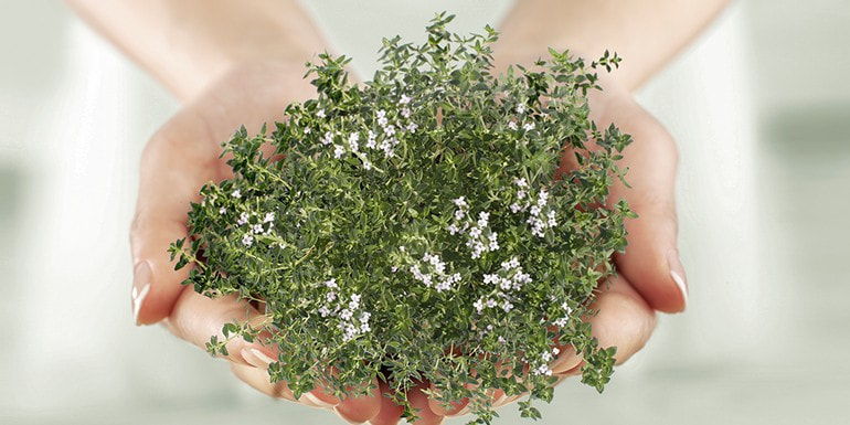 Thymian
